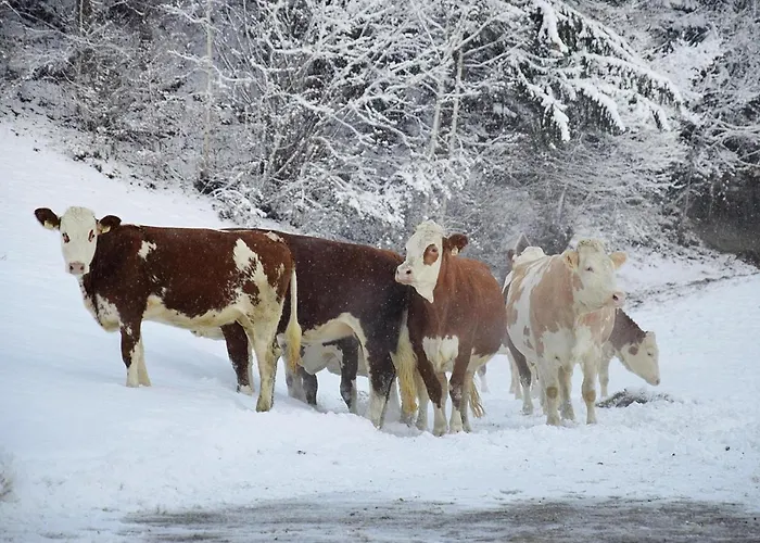 In Near Spieljochbahn Lejlighed *